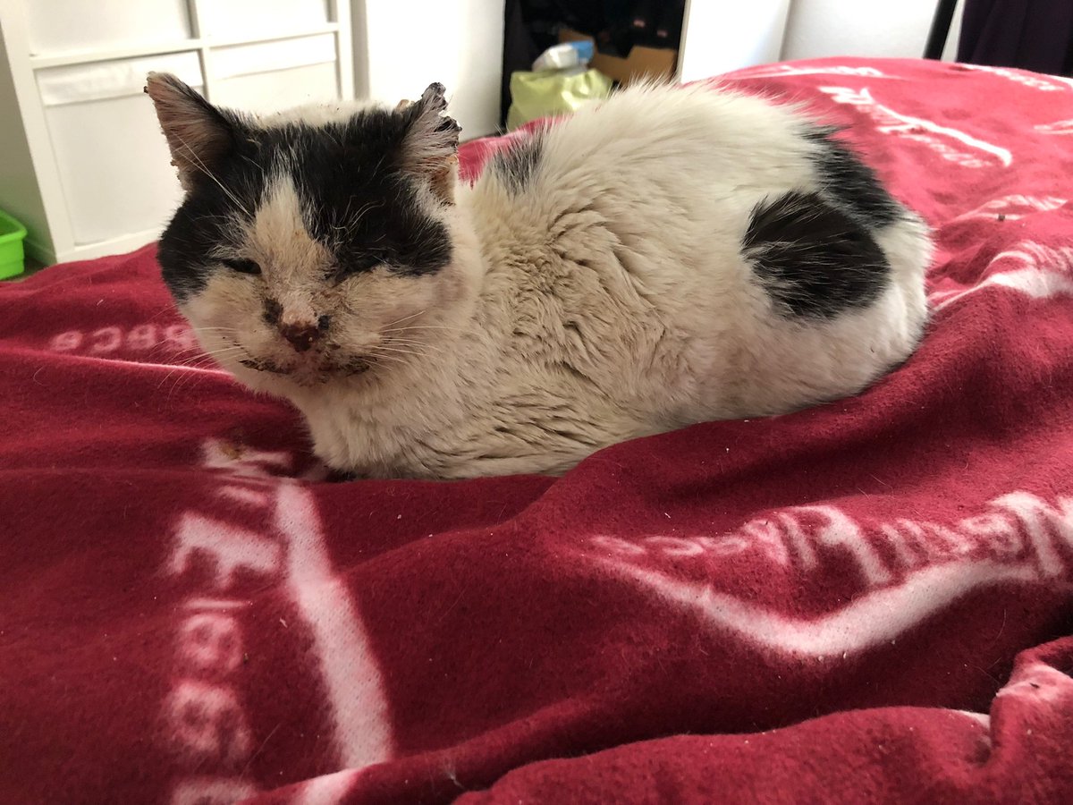 Felinos_Gabias's tweet photo. #MOFLI HA DORMIDO CALENTITO 🥺🖤🤍
#Granada https://t.co/gzBLpSf7Lv