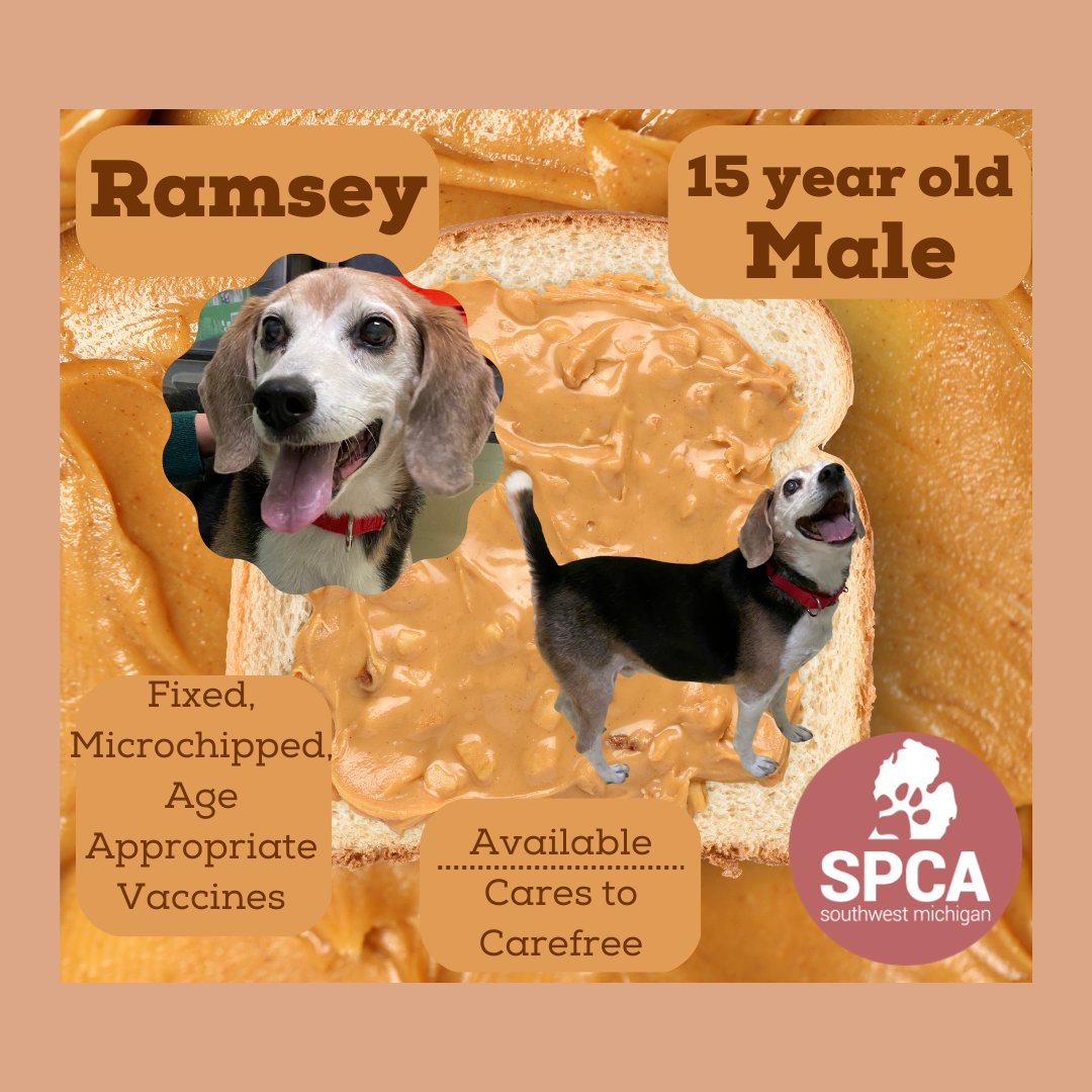 spcaswmich's tweet photo. Ramsey is available for adoption through our Cages to Carefree program!
You can apply for Ramsey through our website: https://t.co/7HqAmCou2e

You can visit with Ramsey anytime during our open hours: Monday through Friday from 11am-7pm and Saturday from 11am-4pm. https://t.co/U12mbF4M9q