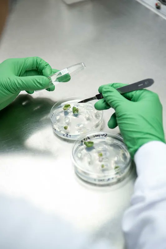 The Department of Crop Sciences is searching for an outstanding candidate for a Visiting Research Scientist position. We seek highly qualified applicants with a strong commitment to excellence. See the job posting here: 
buff.ly/3j1sgoq