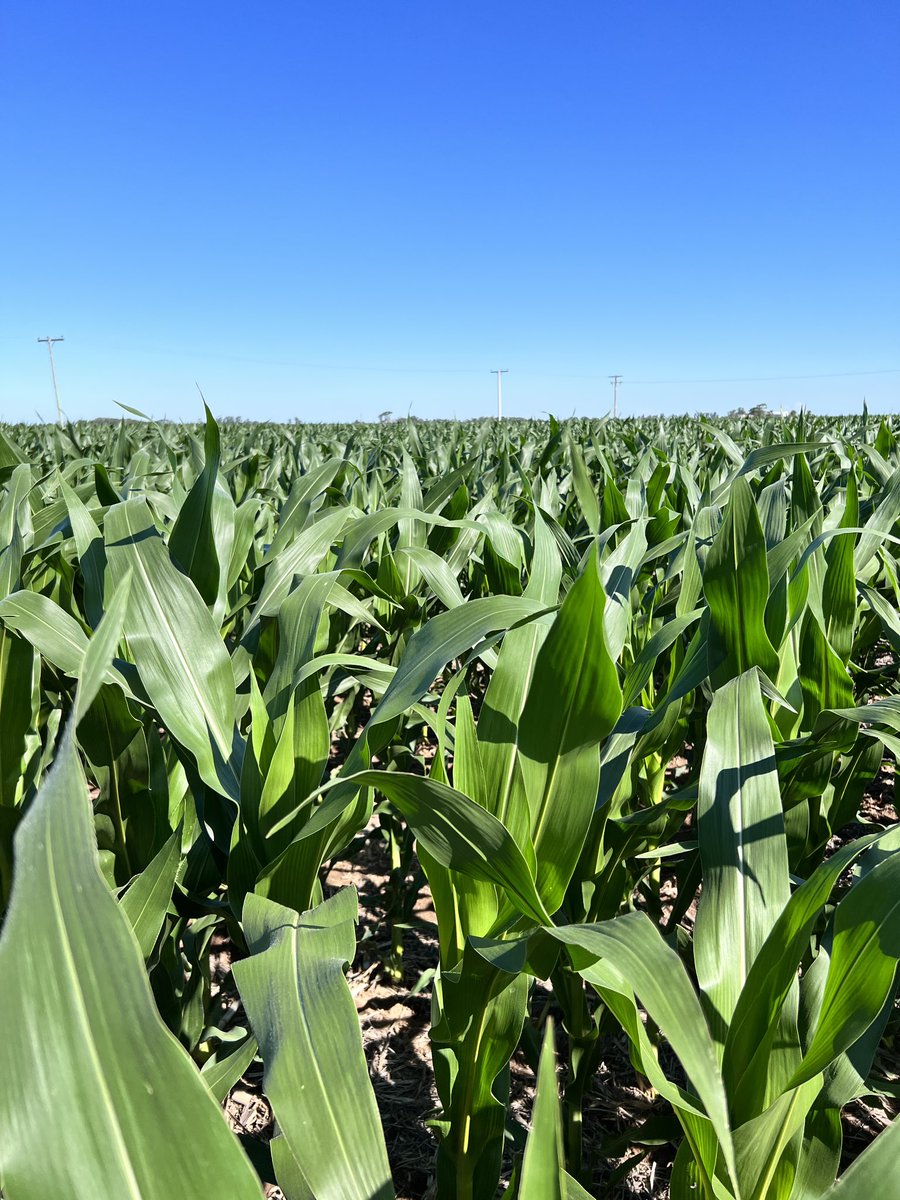 Evaluación de calidad de siembra 🌽🌱
