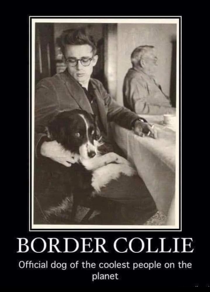 PepperBorder's tweet photo. @BCTGB #BorderCollie https://t.co/M7YKMyLsKH