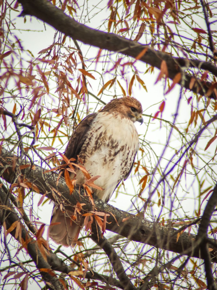 GloriousInStLou's tweet photo. Seen a large brown &amp; white bird looming at the edge of your landscape? Perhaps you've seen them in action, making a dive for unsuspecting squirrels, &amp; have seen the flash of red tail feathers? The aptly named red-tailed hawk is one of our most common birds of prey! https://t.co/aULZucHwYa