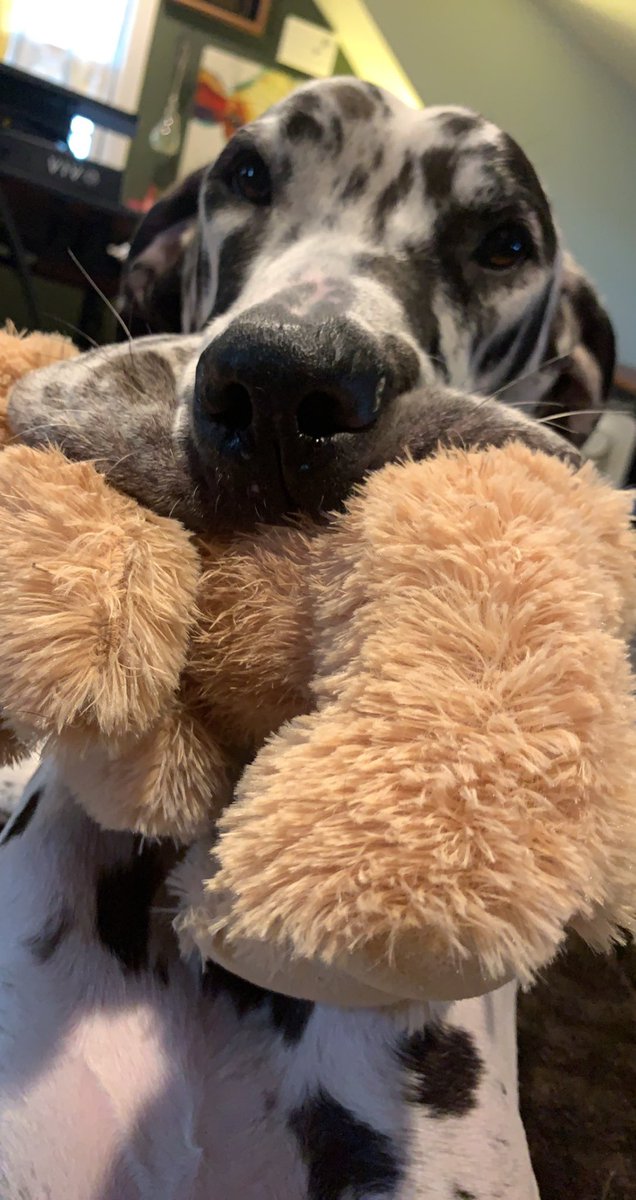 pmohs's tweet photo. MaryJane just being so dang adorable! @gotdaneluv @Chewy @ProPlan @cesarmillan #GreatDane #DogsofTwittter #DANEtastic https://t.co/1clLoy977N