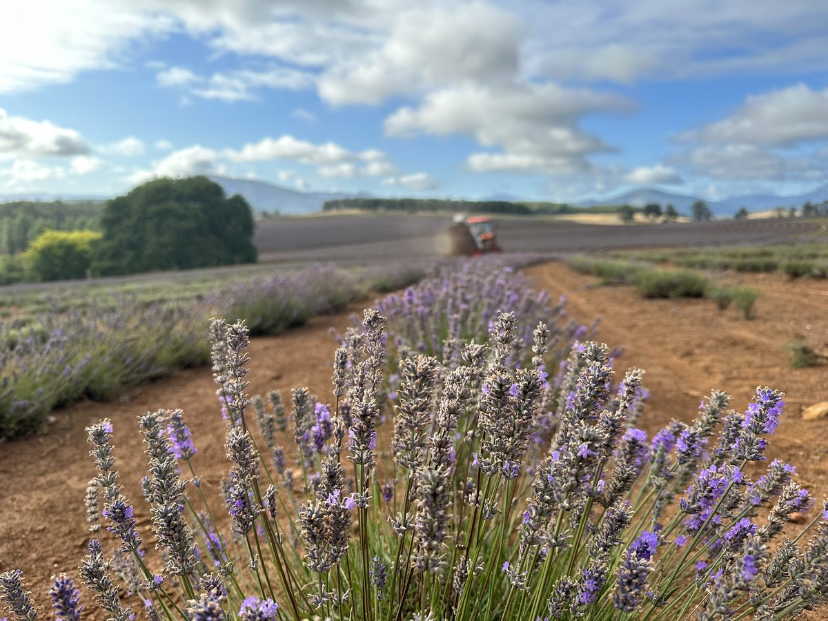 Wednesday view. We are 1/2 way through the harvest, the lavender could be described as muted lavender tones 

#lavender #lavenderflower #lavenderfarm #bridestowe #smelltheflower #bridestowelavender #guitar #smellthelavender <a href="/belindakingtas/">Belinda King</a> <a href="/MonteBovill/">Monte Bovill</a>