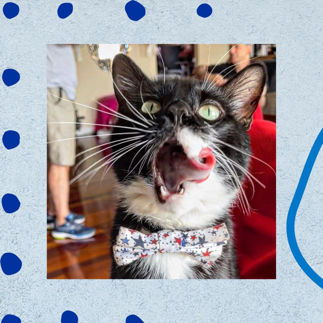 We realize it is already #whiskerwednesday in Australia where @tommy_the_cool_cat lives, but it's still #tongueouttuesday here so it still counts 😽 #churulover #treatsplease #tuxedotuesday #tastytreattuesday #catsofaustralia #catsinbowties #tot