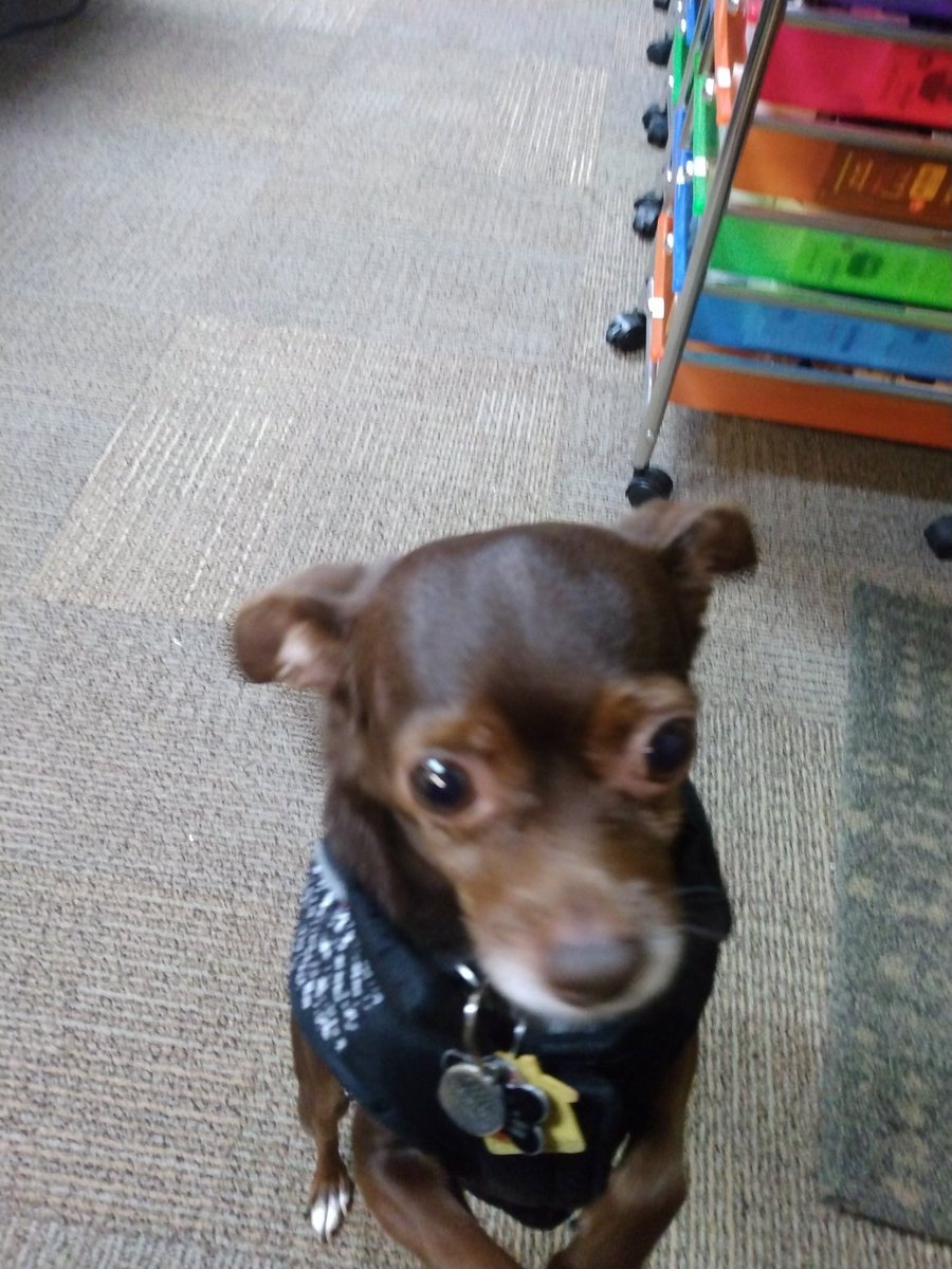 CritFailNW's tweet photo. Behold the work dog! Asking what I'm doing and why whatever it is isn't paying attention to him. #workdog #workpets #workplacepets #hethinkshessecurity https://t.co/FOudH74oDx