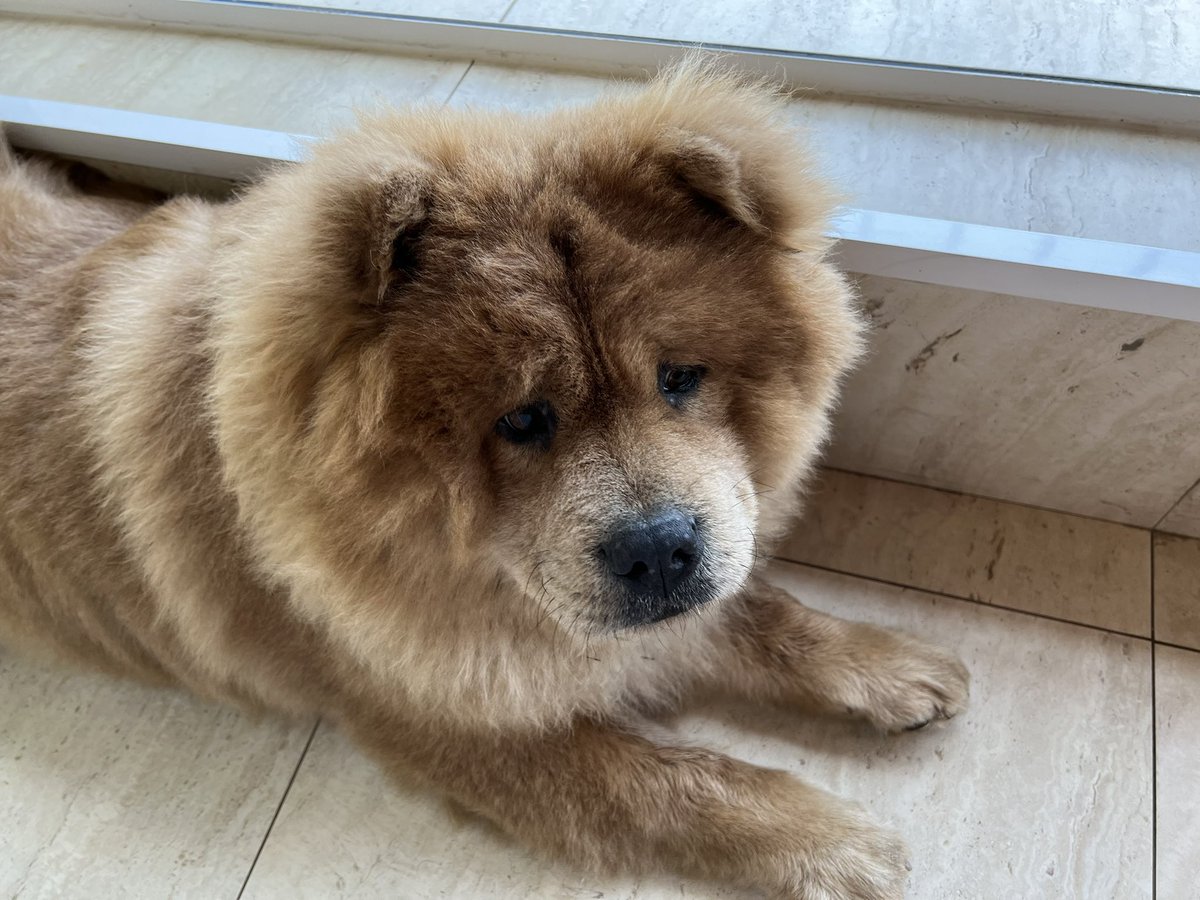 lan_vales's tweet photo. @Lurtle @trebus_mr @Penny_Lane_Pup We’re really sorry!!! Simba and I send all our love for Baylee family! https://t.co/I2FYrRU1Mr