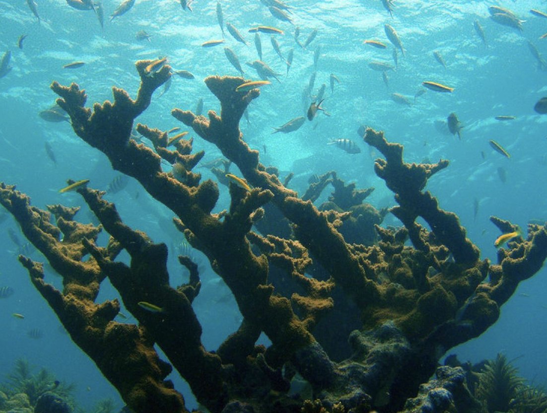 OceanCoalition's tweet photo. Known as “rainforests of the sea”, coral reefs cover less than 1% of the ocean floor & support over 25% of known marine life. They house over 500 unique species within the Keys, & are at risk from things like overuse. We need @sanctuaries @FloridaKeysNMS to #SaveOurFloridaKeys. https://t.co/FGcRCf7wGG