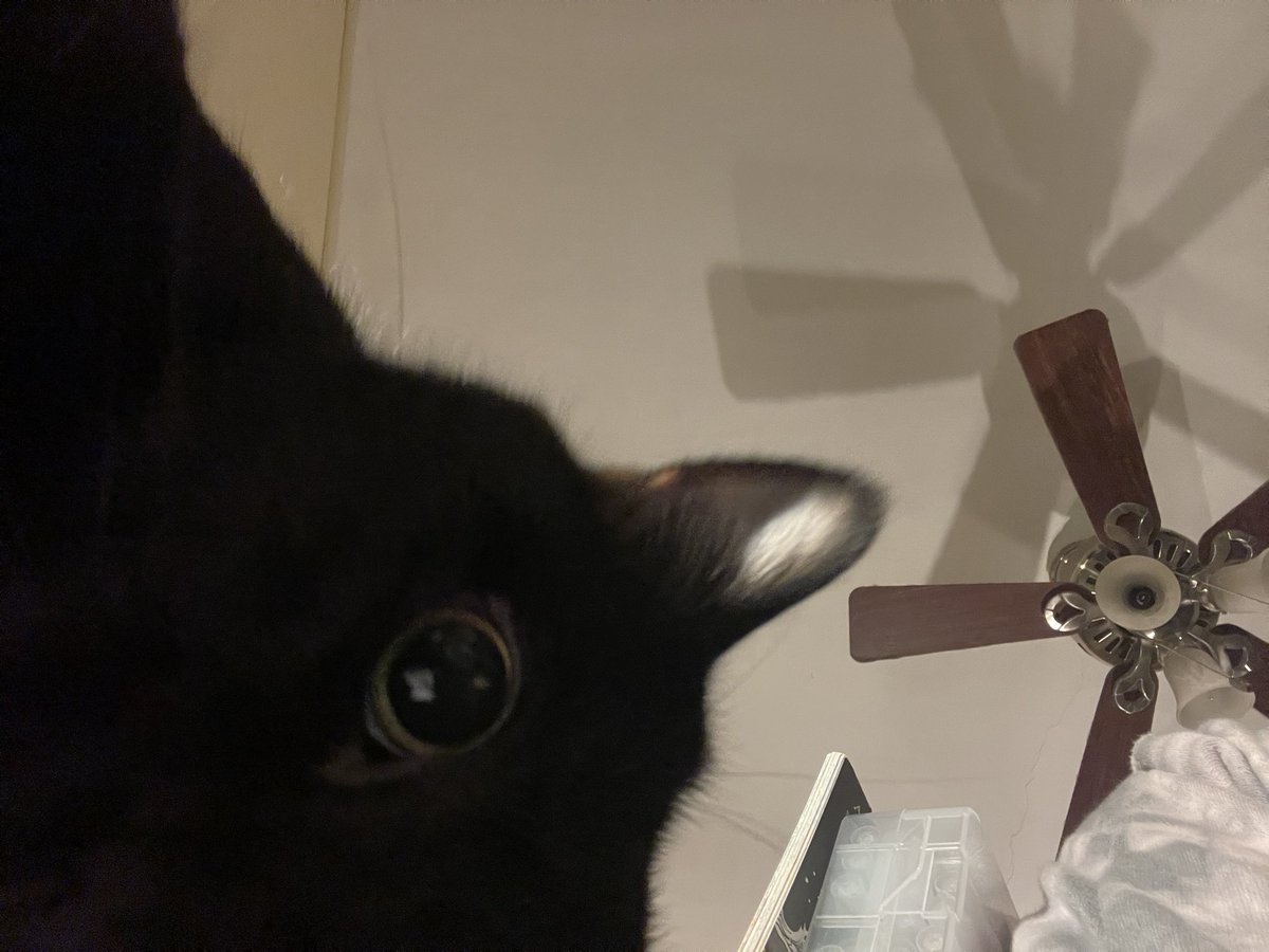 agent_the_memer's tweet photo. my cat took a selfie today https://t.co/j20dsbSFXI