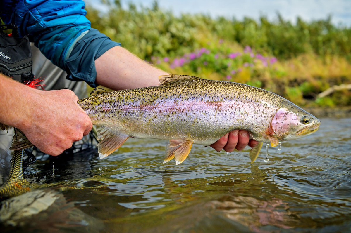 The Fly Shop tweet media