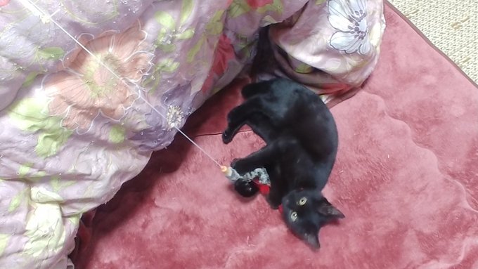 おはようございます
昨日降った雪はほとんど積もらなかったので一安心
でも今日も激寒(-6℃)

お迎え42日目のココちゃん
昨日は遊び疲れてクタクタだったけど充電完了して今日も朝から元気に遊んでおりますฅ(>ω<ฅ)ニャー 