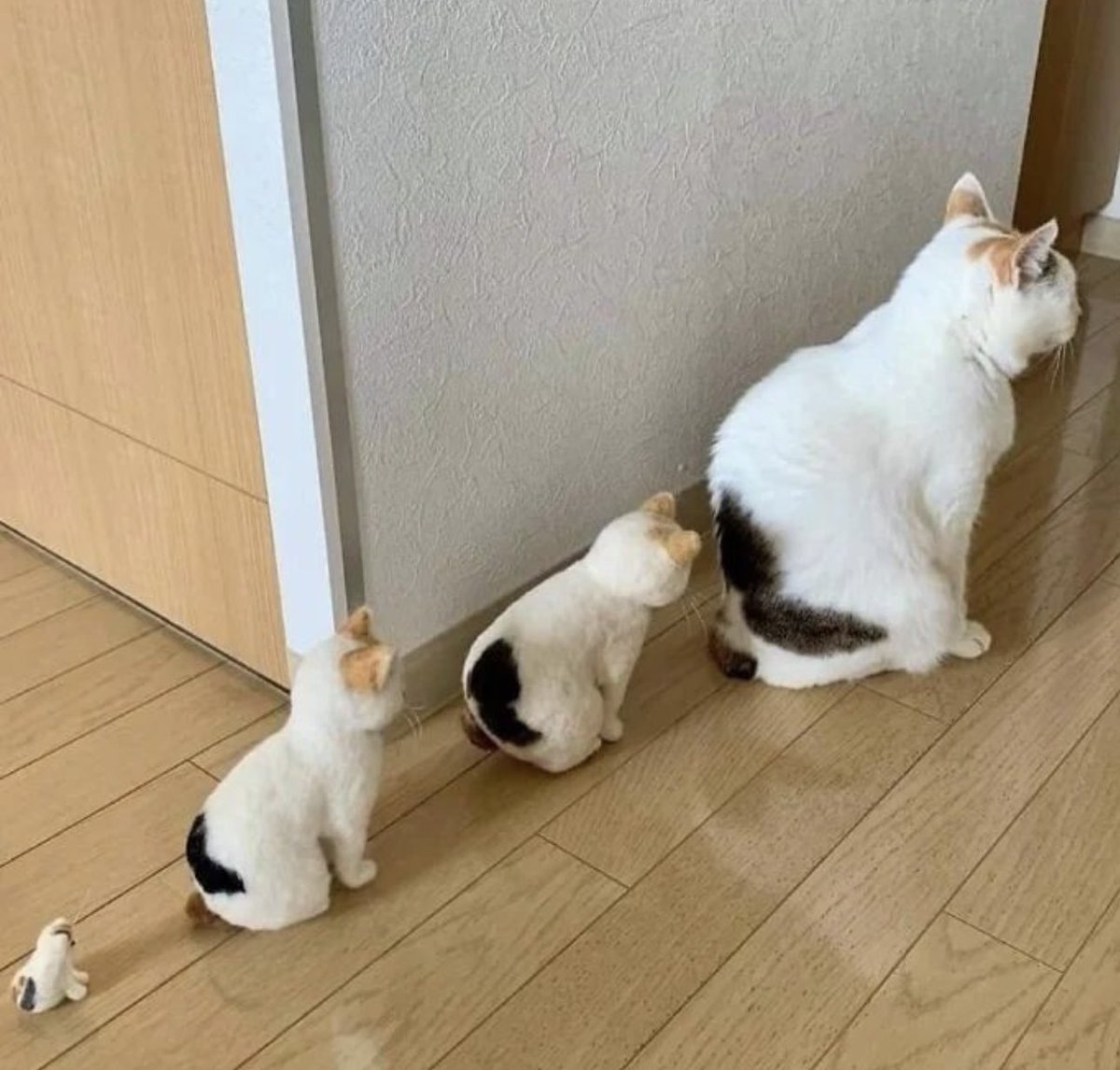Posts Of Cats (@postsofcats) on Twitter photo 