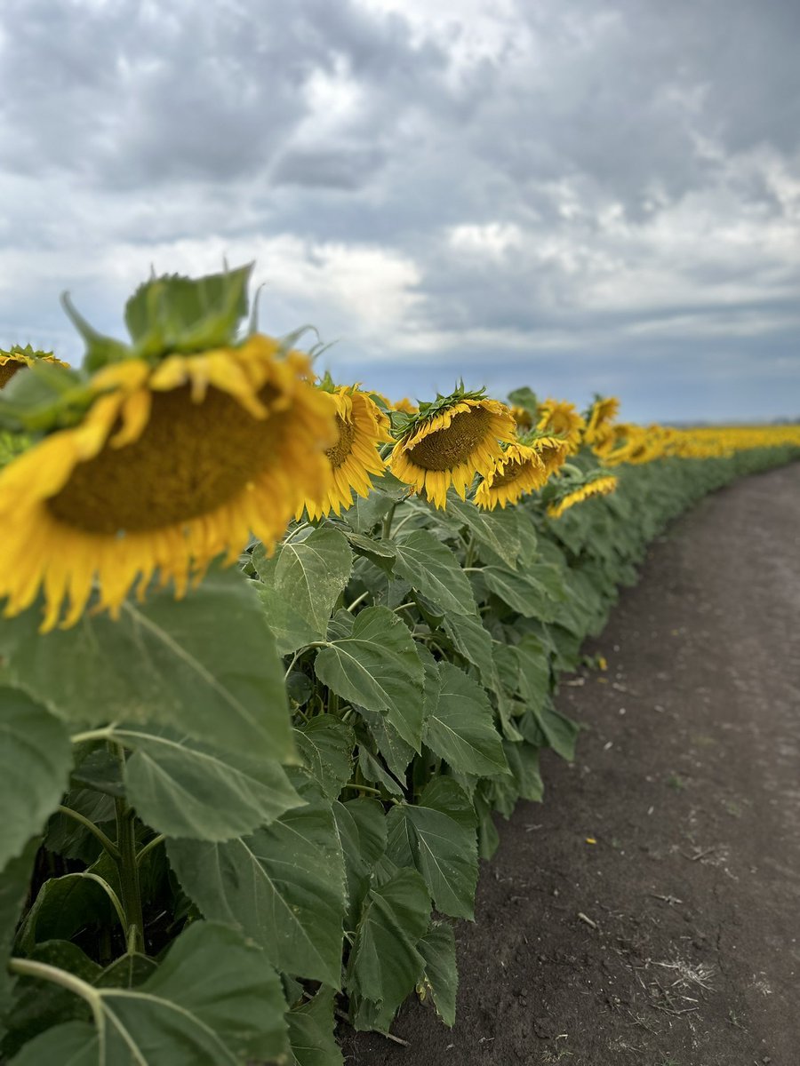 agrotvcomar's tweet photo. Arrancamos el 2023 con todo celebrando los 20 años del programa. El sudeste parece otro país, los girasoles y maíces están en carrera y hoy nos agarro la lluvia en plena grabación. Esperemos se recomponga la zona núcleo y llegue el agua necesaria. https://t.co/MOvJtV5Sjr