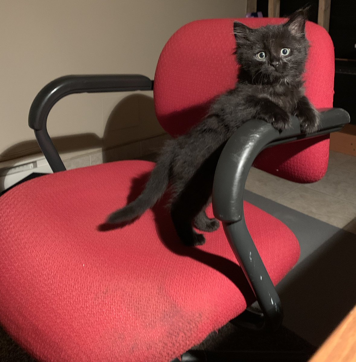samounta_'s tweet photo. @Stephwolfe101 Or on a chair? https://t.co/84iJOCa5yh