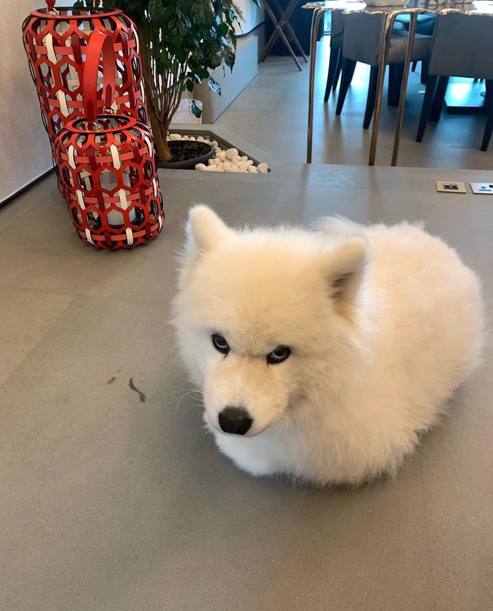 dog_rates's tweet photo. This is Remy. He's mad because someone stole his legs. And no one will help him find them. 13/10 fake friends https://t.co/sfMxQI2kKh