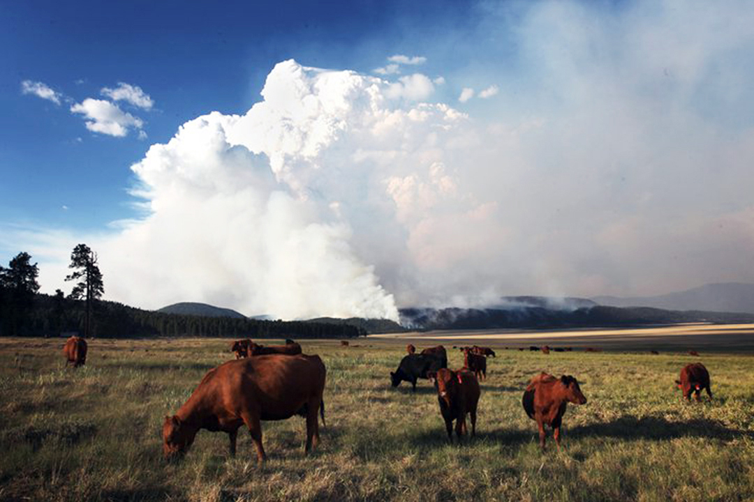 NMSU has been awarded a <a href="/USDA_NIFA/">NIFA</a> grant to build virtual fencing technology to address a need for ranching infrastructure after hundreds of miles of fences were destroyed in the Black Fire in 2022. newsroom.nmsu.edu/news/nmsu-exte… | #NIFAimpacts