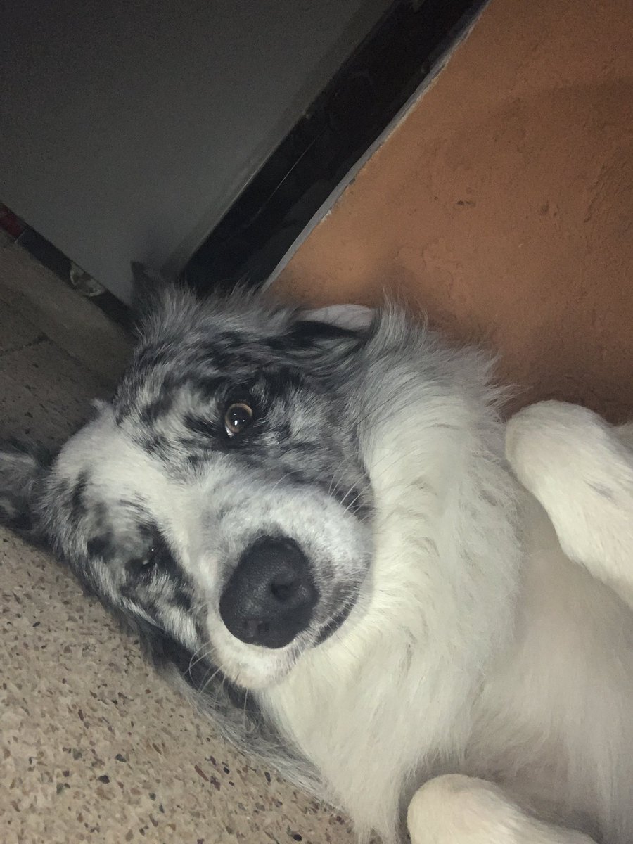 _nicoolaaas's tweet image. 🥺