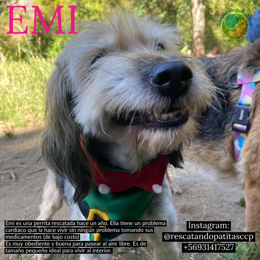 Cassata20's tweet photo. Increíblemente la adorable Emi sigue esperando un hogar donde la quieran. Nos quedan días para tenerla en su HT.
¿Le darías una oportunidad? 🥰🐕🐾🐾 #Concepción https://t.co/lhCarXYTMK