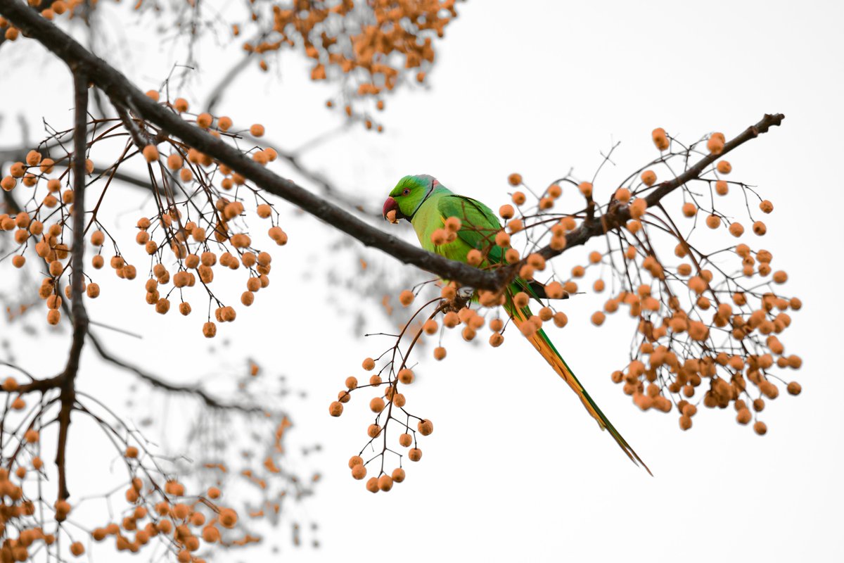 Aleksandr_Suz's tweet photo. #parakeet https://t.co/uEyxy8uyDp