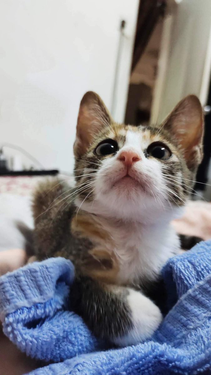 starry_rina's tweet photo. I was dying inside 2 hold u
I couldn't believe what I felt 4 u
Dying inside, I was dying inside
But I couldn't bring myself 2 touch u

1 hello changed my life
I didn't believe in love at 1st sight
But u have shown me what is life
&amp; I now I know, my love

#adoptwithlove #6th #7th https://t.co/F2RlTeB2ld