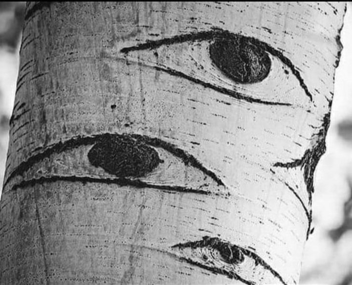 VooghtRN's tweet photo. Osiris was trapped within the Acacia and DMT is a natural phenomenon found in the eyes which permeates natural world.
In short, Eye love nature...ππ΄π
#SearchingForOsiris https://t.co/YkR4yZYYac