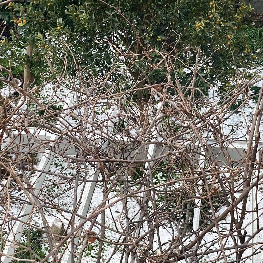 Sally_812's tweet image. Still…❄️❄️❄️

#snow
#rareview instagr.am/p/Cn0TrbGPfoa/