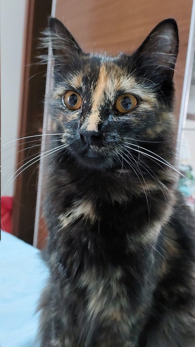 Como faz tempo que não apareço aqui, vou atualiza-los sobre a minha vida: continuo de esquerda, com dois cachorros e agora dois gatos.