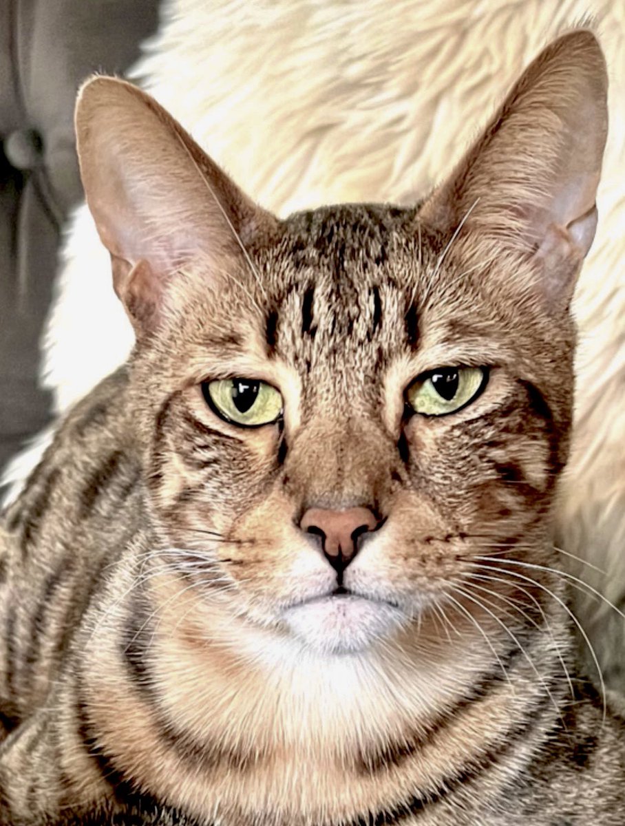 That stare. Too funny. 

My photo roll will remind me of gems that I took when I was back in PDX—and I’ll laugh out loud thinking about Ashin &amp; Kenji’s antics. Miss them both. ❤️❤️

#catsoftwitter #cats #pets