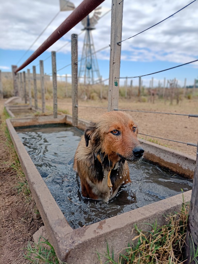 LucasAlonso08's tweet photo. Amor al agua 🐶❤️😂 las mejores recorridas son con el 1 obvio #Rayco https://t.co/RIwUVLiGq5