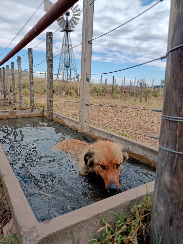 LucasAlonso08's tweet photo. Amor al agua 🐶❤️😂 las mejores recorridas son con el 1 obvio #Rayco https://t.co/RIwUVLiGq5