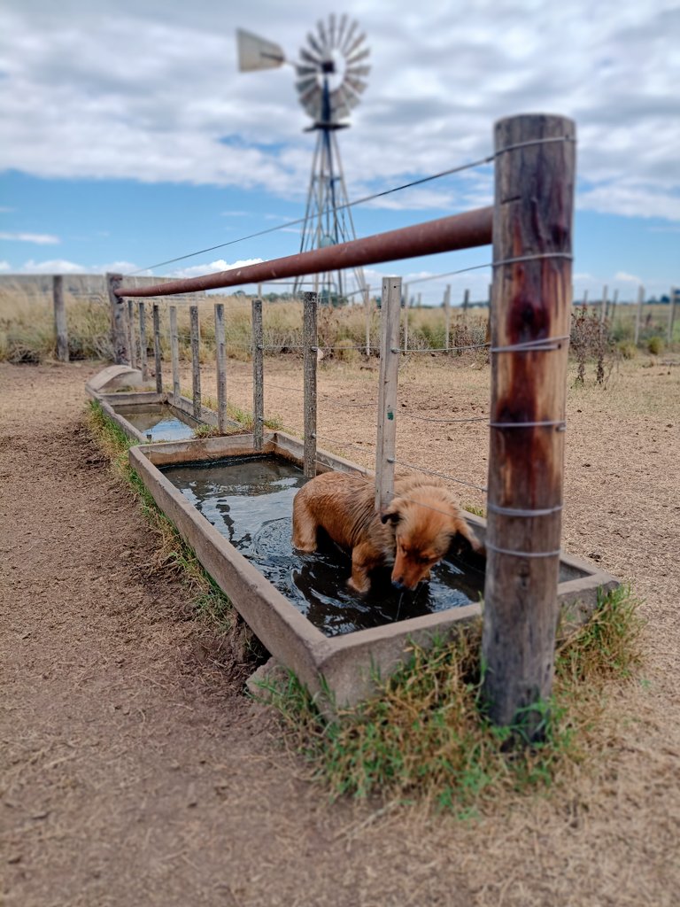 LucasAlonso08's tweet photo. Amor al agua 🐶❤️😂 las mejores recorridas son con el 1 obvio #Rayco https://t.co/RIwUVLiGq5