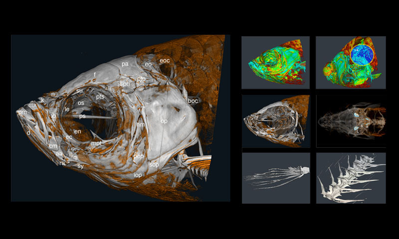 cc-TDI (@cctdilab) on Twitter photo We're excited to share our microscopic computed tomography (microCT) experts with the CLEE “sea creature” science program at <a href="/PortlandStateUn/">Portland State EDU</a>. We have published in this area lightly (pubmed.ncbi.nlm.nih.gov/18286615/), but working with Annie and Jason take us to a deeper level. #cctdi We're excited to share our microscopic computed tomography (microCT) experts with the CLEE “sea creature” science program at <a href="/PortlandStateUn/">Portland State EDU</a>. We have published in this area lightly (pubmed.ncbi.nlm.nih.gov/18286615/), but working with Annie and Jason take us to a deeper level. #cctdi