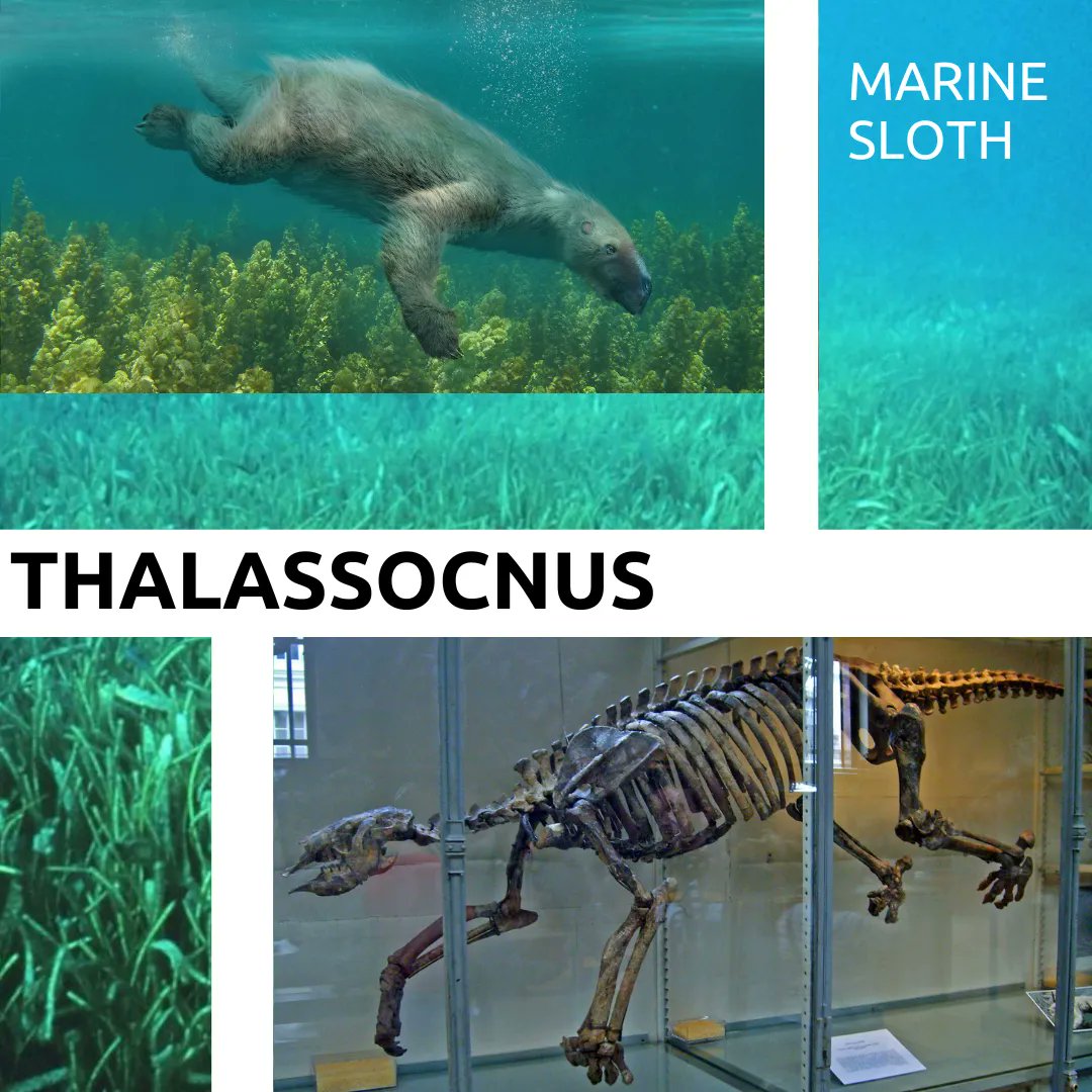 PaleoAnalysis's tweet image. Thalassocnus might be one of the coolest animals ever. It was a sloth trying to be an otter.

That just warms my heart 

I need to make a video about these someday.❤️ 

#PaleoAnalysis #sloths #Xenarthrans