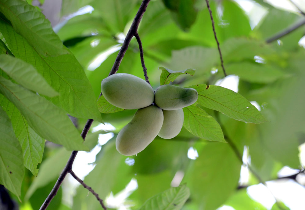 You can’t eat everything you find in the woods and many things you could taste will be horrible. The Paw-Paw is one fruit you can eat that actually tastes great. What is a Paw-Paw tree you ask? mossyoak.com/our-obsession/…