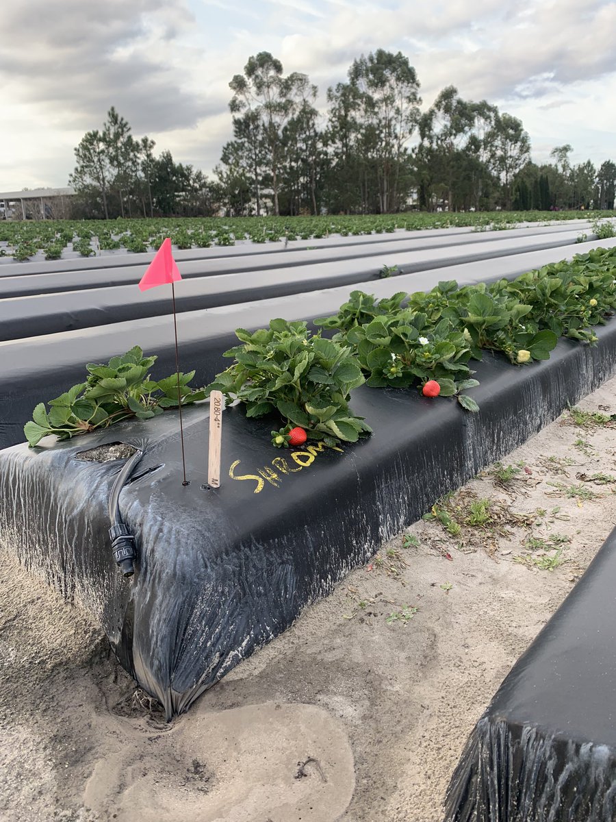 cheyenne sloan tweet media