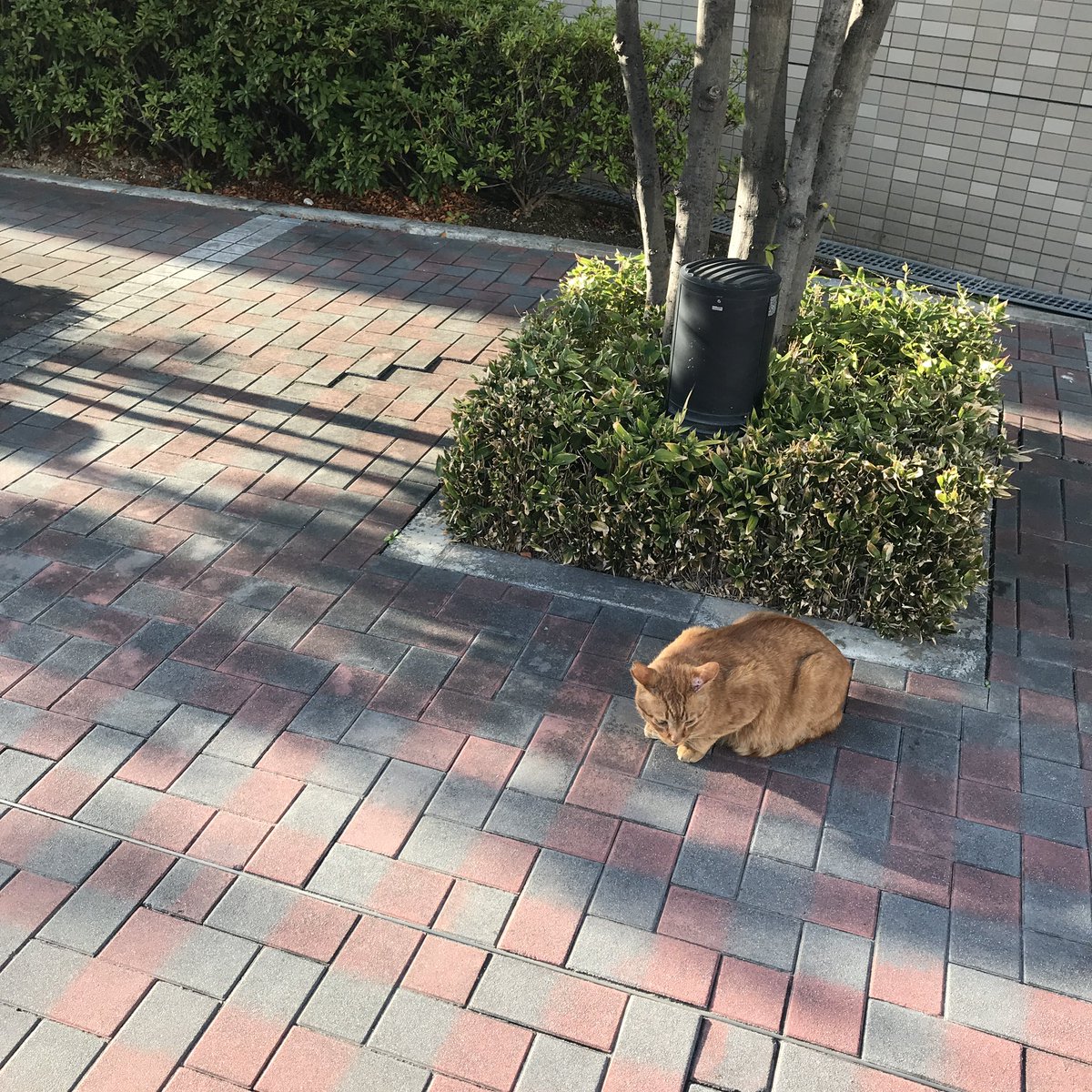 suzuya_0619's tweet photo. 오사카 조용한 동네 가고싶으신 분들은 ‘나카츠’ 추천합니당. 우메다에서 한 정거장이라 가기도 쉬워요

❗️오사카 살면서 힐링하려고 갔던 곳이라 관광지보다는 현지 느낌 딱 나는 곳이에요. 도시락 싸와서 피크닉하고, 벤치에 앉아서 책 읽는 분이 많은 고런~ 곳입니다 😉 https://t.co/CM2iUVBG7f