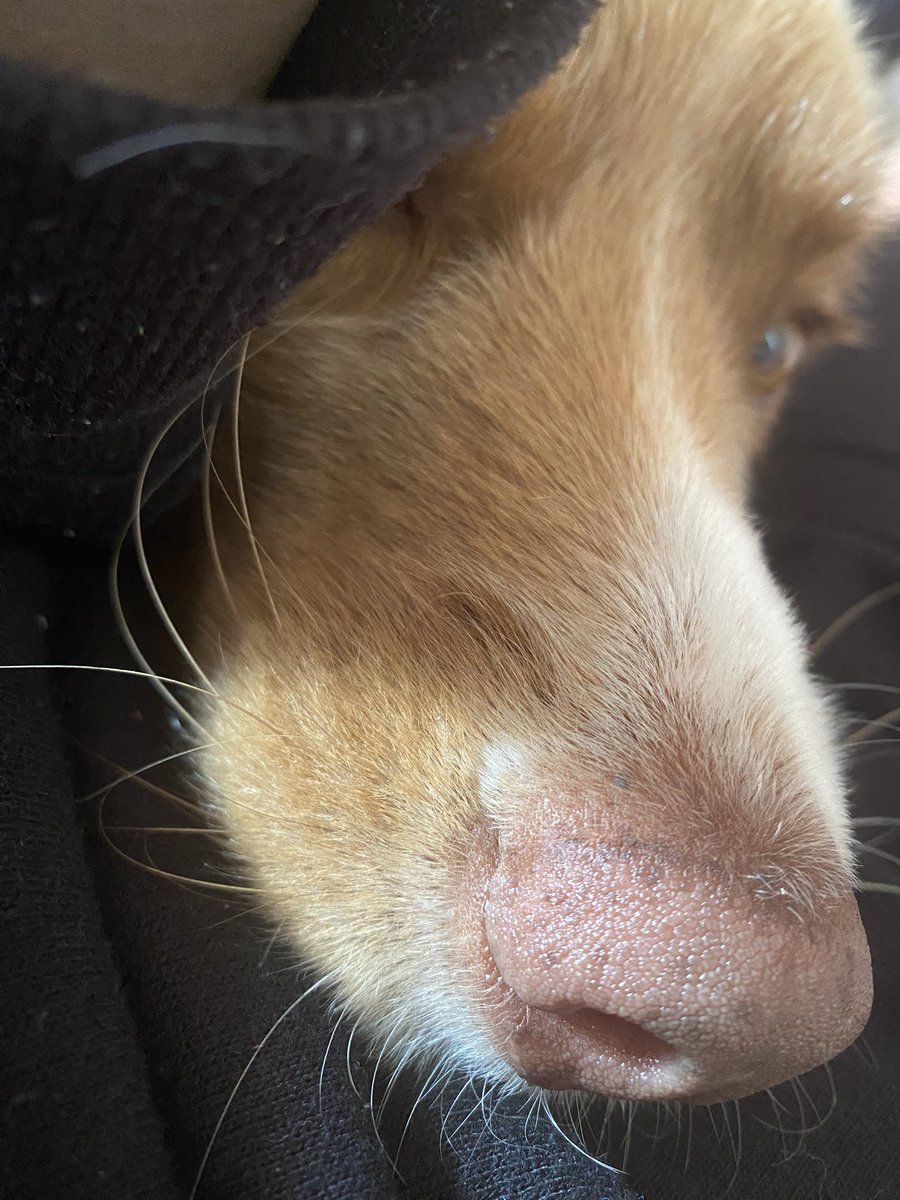LocalTherapyDog's tweet photo. [ OOC ; it’s not MUNDAY but I wanted to take pictures of my dog - so here he is at some funny angles https://t.co/hCZnQA041n