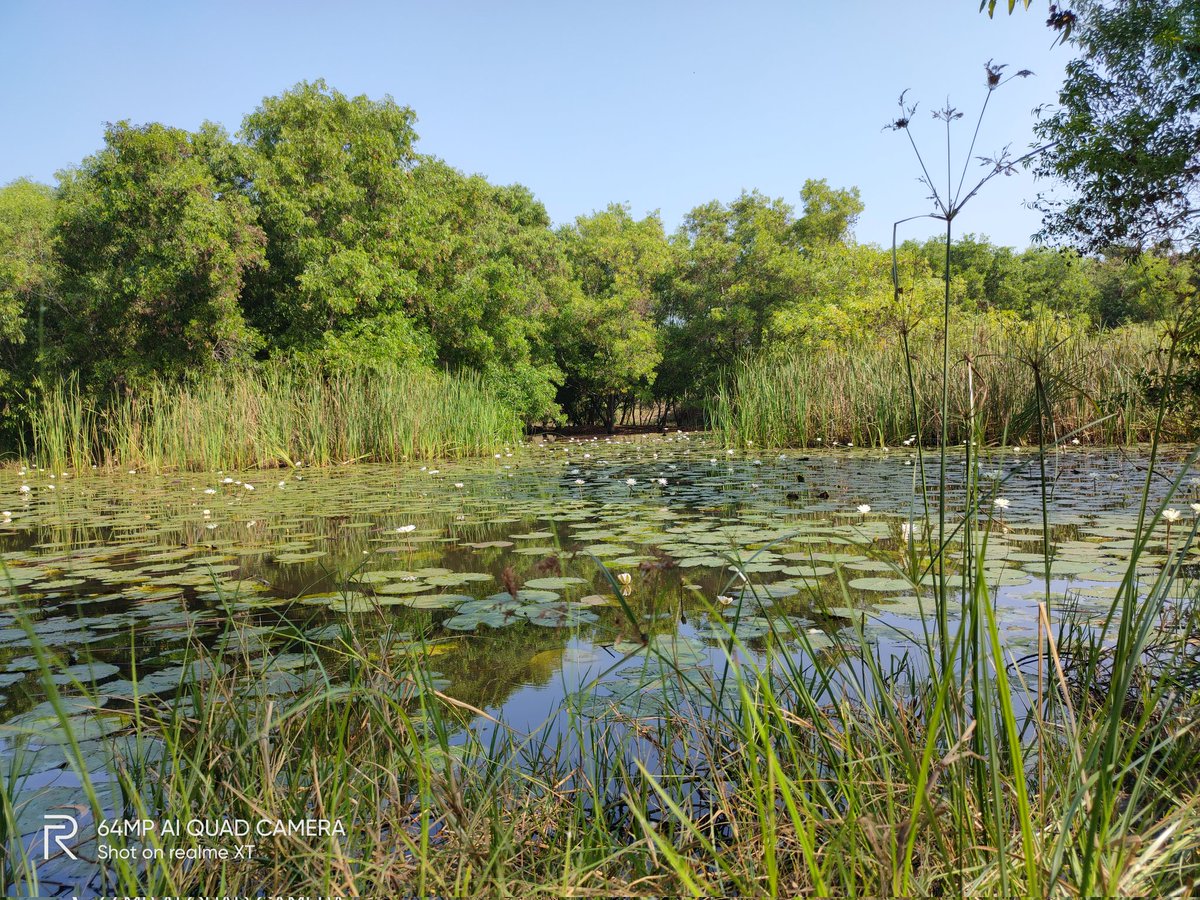 ravi3dfx's tweet image. Lotus Lake 🪷
#ShotonRealme India&apos;s First 64MP Camera Phone #RealmeXT 😍

#Android9 #Coloros6 #realme #daretoleap #realme10ProSeries 
#stufflistingsarmy