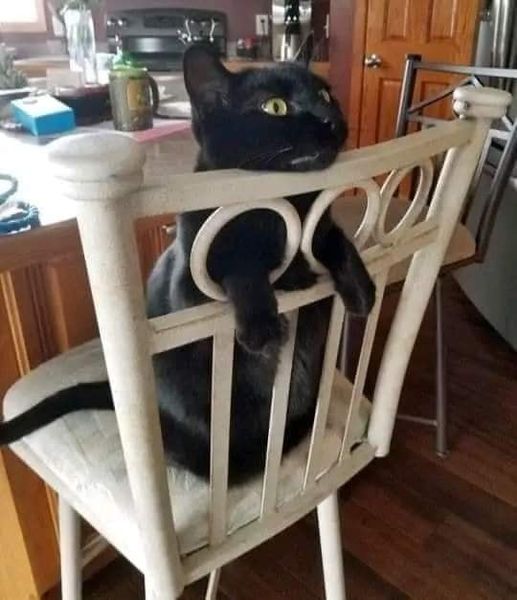 cats being weird little guys 👅 tweet media