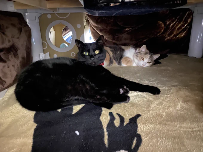 今日のねこ歩きはコタツから放送します#あおすな保護猫#うおこよ 