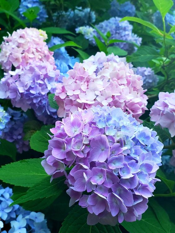 night70903757's tweet photo. I think he suits hydrangeas ✨
And what kind of flower do you think other elemental powers are suitable for? #BoBoiBoy https://t.co/h2ZgFrPimU