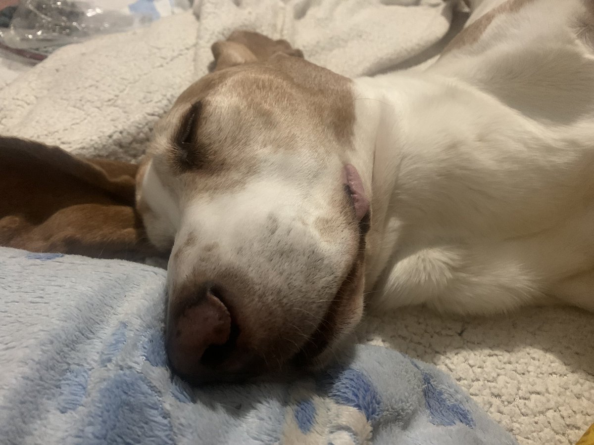 bkkggrl's tweet photo. No recuerdo que Lucas sonriera de chiquito, pero también pobre mi perro, le tocó una etapa oscura. Con Ciro todos aprendimos a sonreír 🥰🥰
#perracomemories en #perracotime https://t.co/oQxGbkfaNF