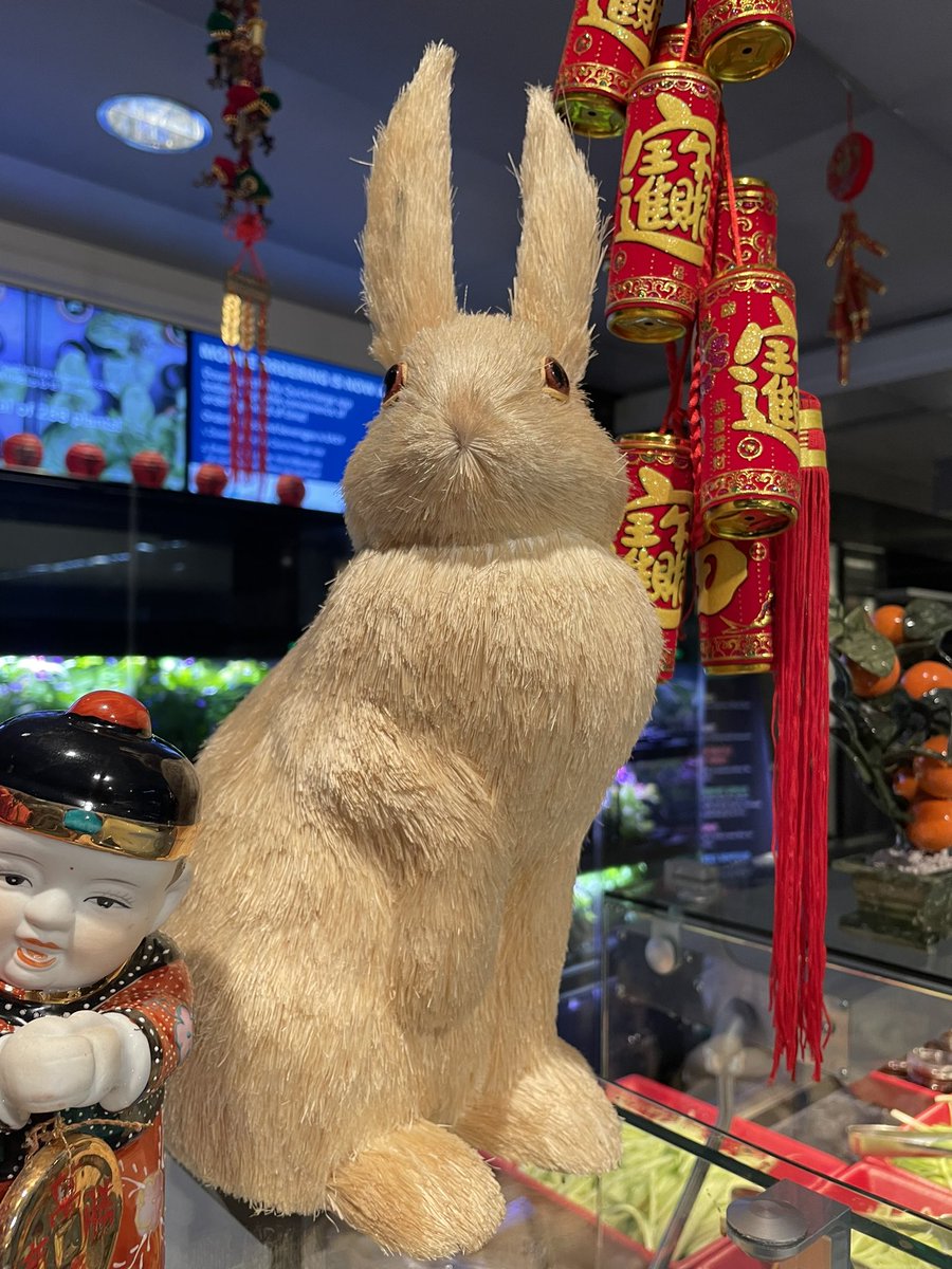alidapham's tweet photo. The debate hasn’t settled: the year of the rabbit 🐇 or the cat 🐈 #samesame 💃🏻🧧🍎😘🥳 hope this year is more joyful and less anxious for all of us 😹😷😿 #surviveandthrive https://t.co/BwjywH3hRf