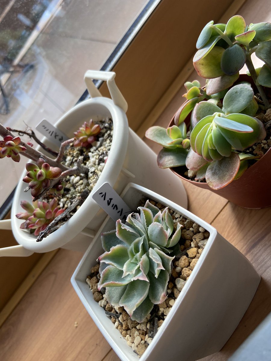 凍っ多肉😭ミニベルとシムランスとうずら💦早めに取り込んであげたらよかったなぁ…