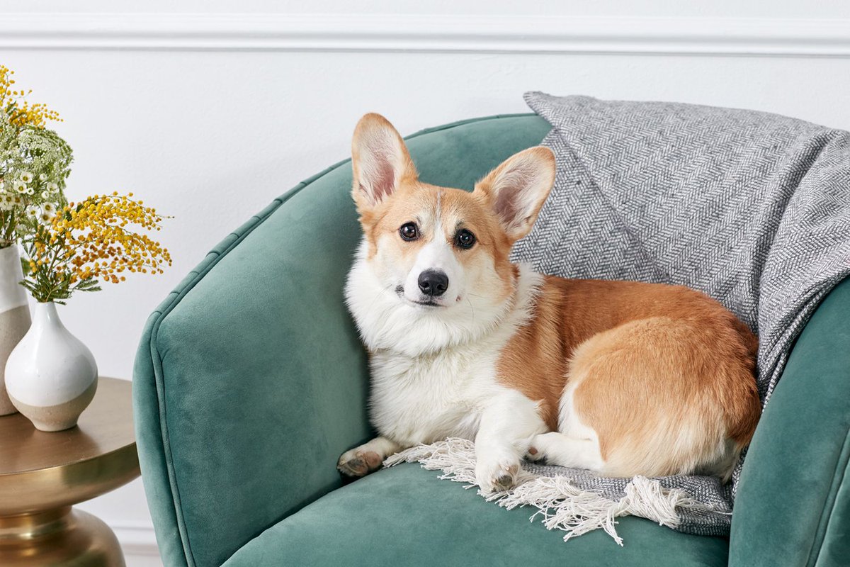 CorgiEveryHour's tweet photo. https://t.co/q9pmE5BSSD