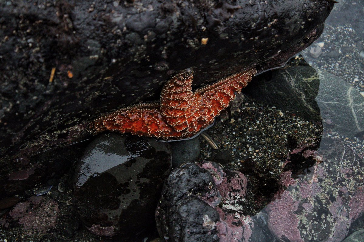 Siahbell's tweet photo. Beach trip the other day... first time ever seeing a baby starfish 🖤 #ocean #pacificocean #babystarfish #starfish #california #norcal #pnw #pacificnorthwest #canon #canonphotography #canonphotographer #naturephoto https://t.co/BwcRlxpmpK