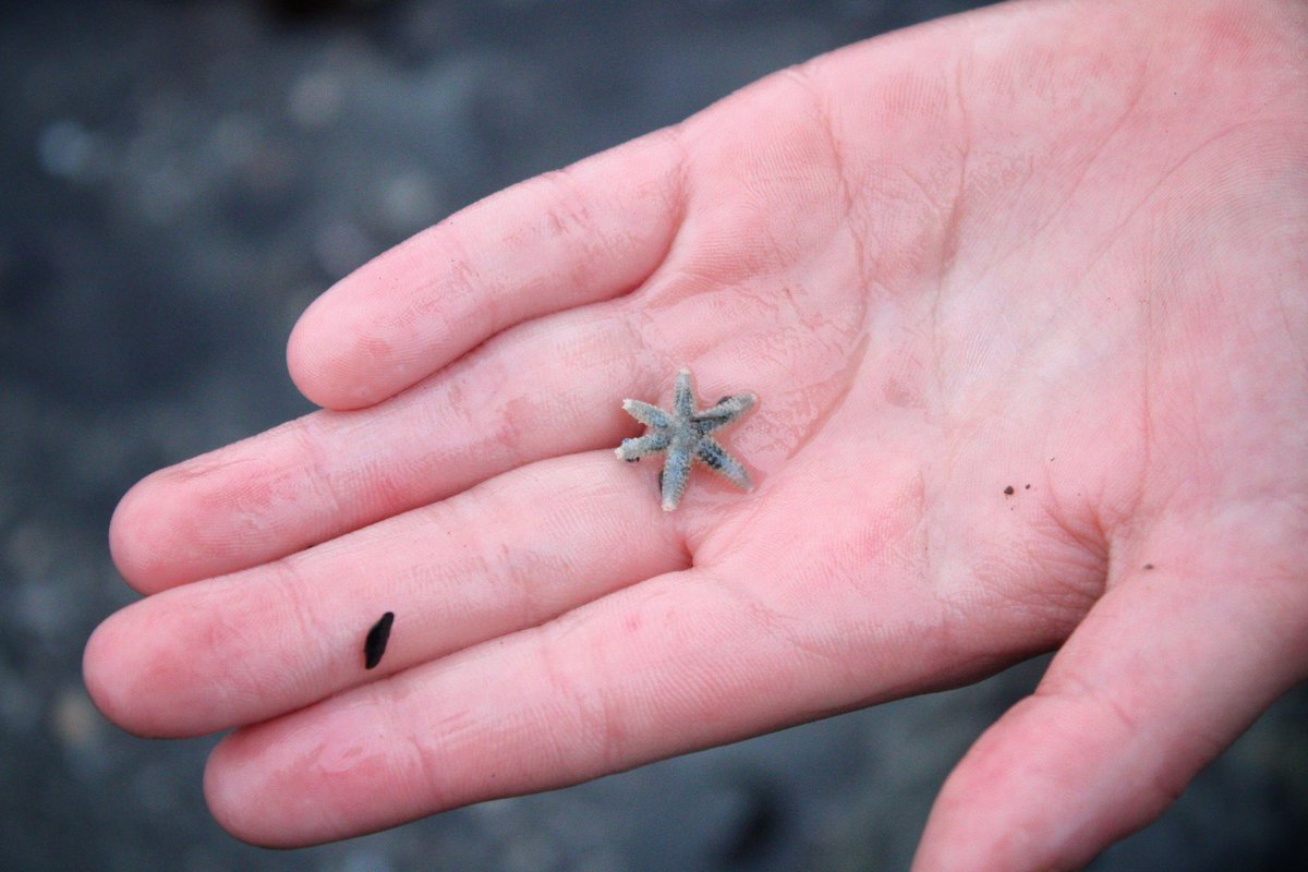 Siahbell's tweet photo. Beach trip the other day... first time ever seeing a baby starfish 🖤 #ocean #pacificocean #babystarfish #starfish #california #norcal #pnw #pacificnorthwest #canon #canonphotography #canonphotographer #naturephoto https://t.co/BwcRlxpmpK