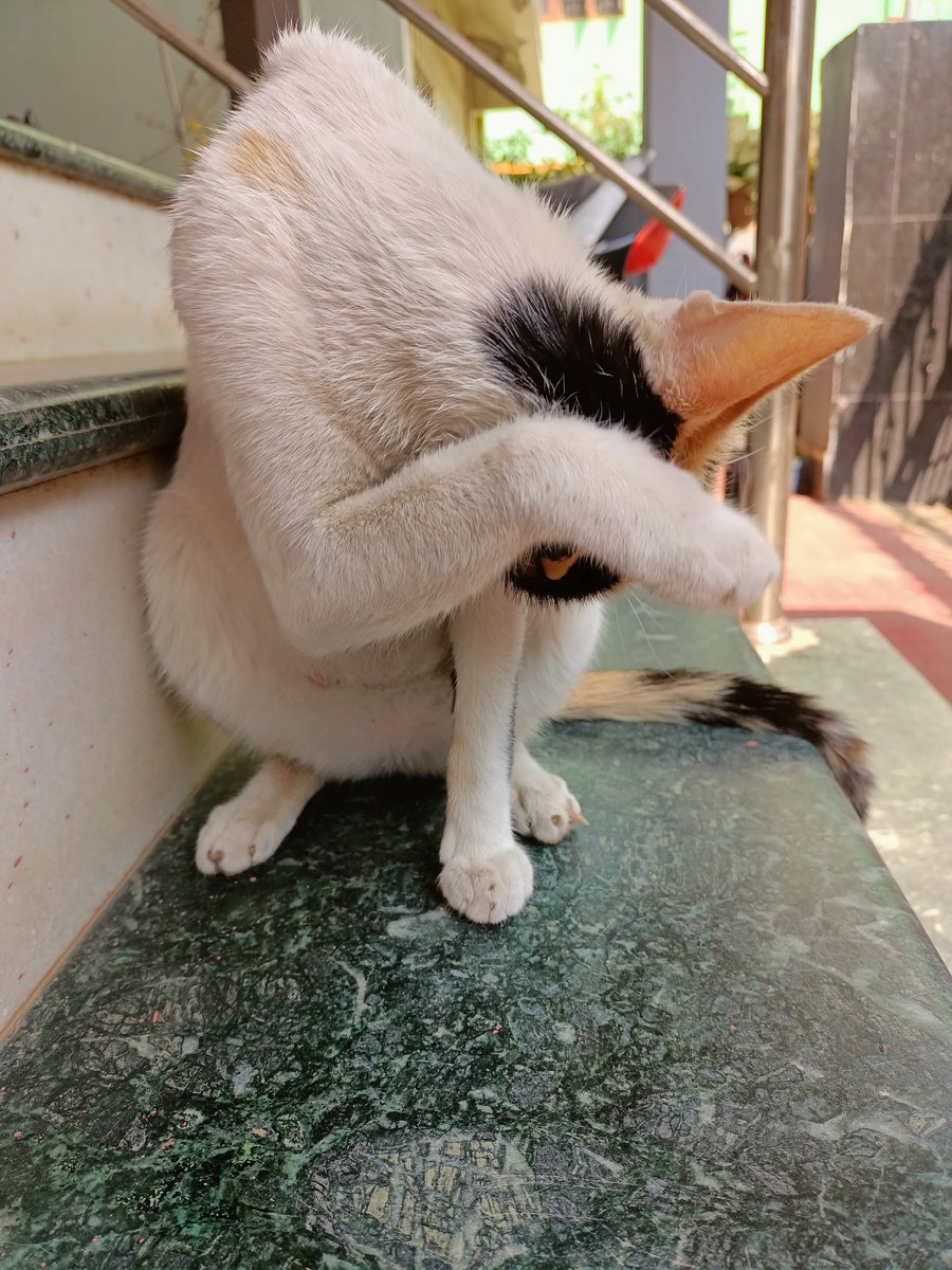 alpharay63's tweet photo. #Pushu Just After Taking Dettol Bath https://t.co/Tf49iR60NR