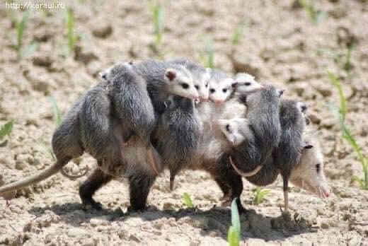 W_ACCIONPLANET's tweet photo. Soy un tlacuache, marsupial no soy un roedor. 

Soy el único americano primo de los canguros. 

Soy capaz de soportar hasta 80 mordeduras de serpientes de cascabel o serpientes de coral. Gracias a mi, existe un antídoto contra el veneno de serpiente venenosa. https://t.co/IVw5o8Dh1k