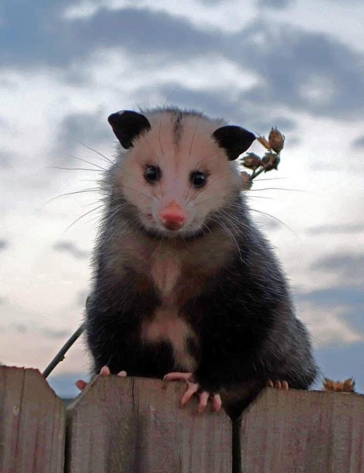 W_ACCIONPLANET's tweet photo. Soy un tlacuache, marsupial no soy un roedor. 

Soy el único americano primo de los canguros. 

Soy capaz de soportar hasta 80 mordeduras de serpientes de cascabel o serpientes de coral. Gracias a mi, existe un antídoto contra el veneno de serpiente venenosa. https://t.co/IVw5o8Dh1k